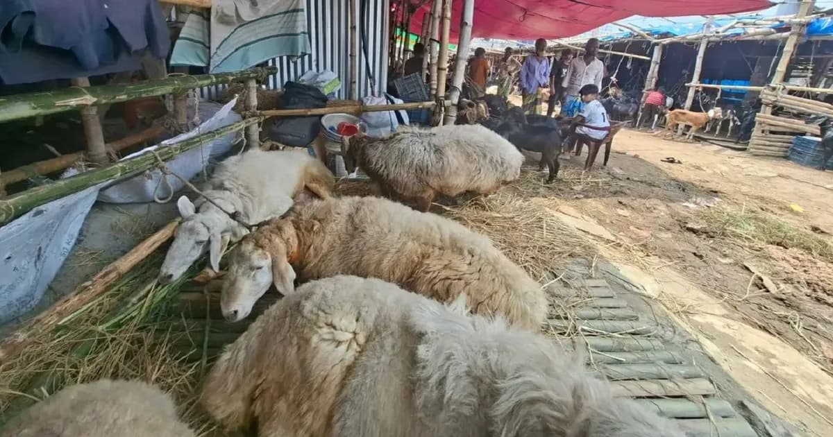 গাবতলীর পশুর হাটে বিরল দুম্বা, দাম হাঁকা হচ্ছে সাড়ে ৪-৫ লাখ