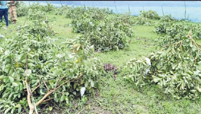 জীবননগরে রাতে কৃষকের ৩ শতাধিক পেয়ারা গাছ কেটে দিল দুর্বৃত্তরা