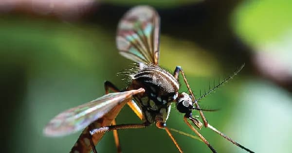 ডেঙ্গুতে একদিনে আরও ৩ প্রাণহানি