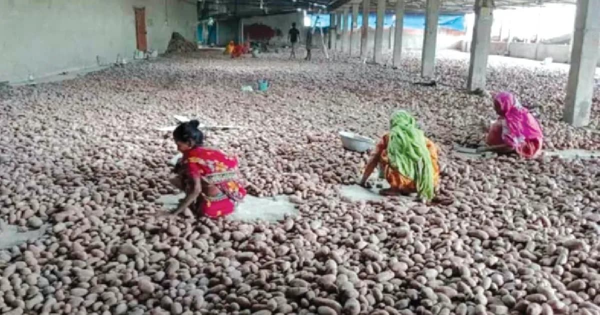 জয়পুরহাটে আলু চাষি ও ব্যবসায়ীদের ক্ষতি ২৯৫ কোটি টাকা