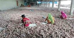 জয়পুরহাটে আলু চাষি ও ব্যবসায়ীদের ক্ষতি ২৯৫ কোটি টাকা