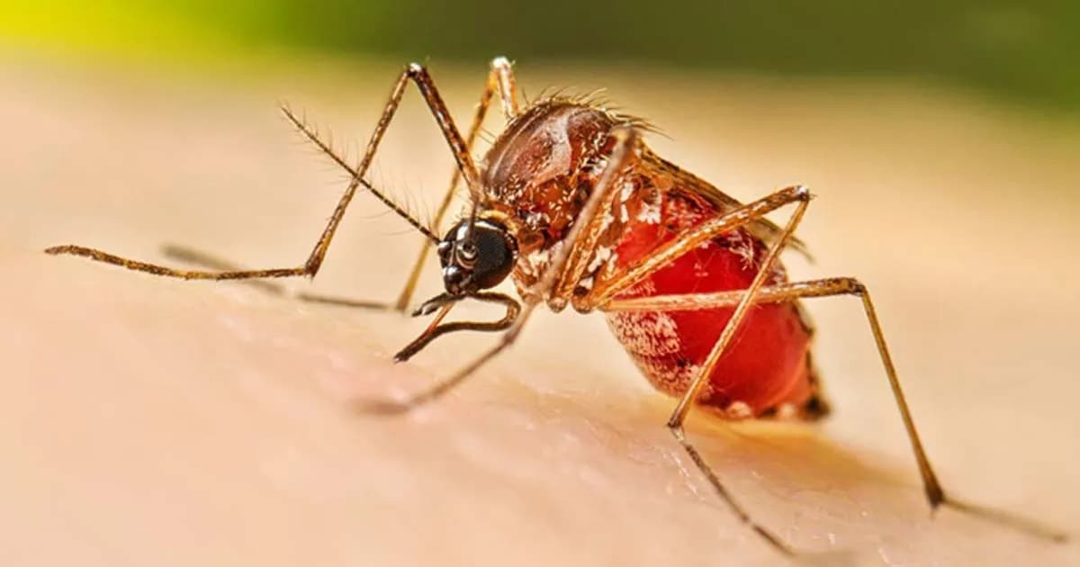 ২৪ ঘণ্টায় ডেঙ্গুতে আরও ৫ জনের মৃত্যু