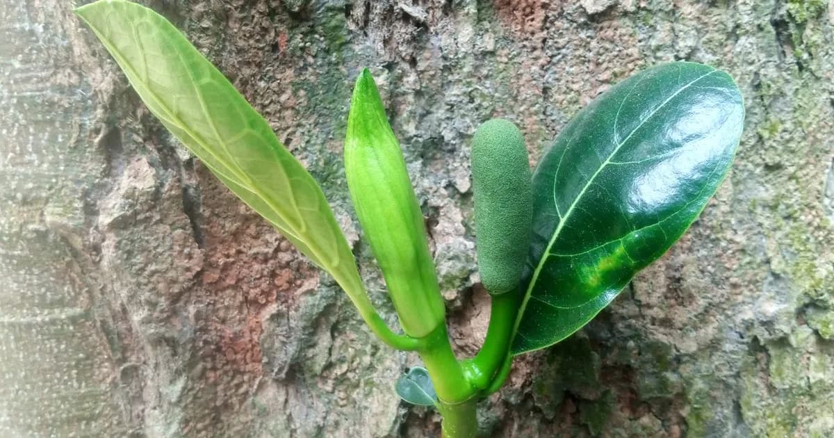 ধুনটে পাতা বিক্রির হিরিক, ঝড়ে যাচ্ছে কাঁঠালের পুষ্পমঞ্জরী