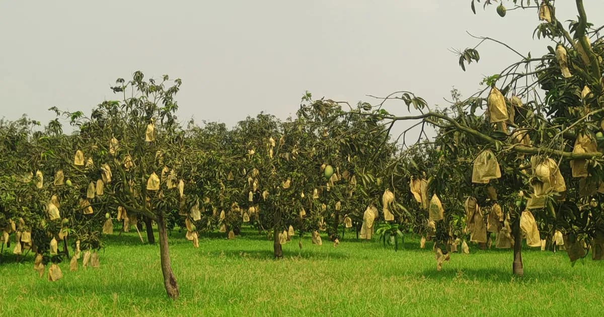 বাগাতিপাড়ায় জনপ্রিয় ফ্রুট ব্যাগিং প্রযুক্তি, গাছে গাছে ‘বাবুই পাখির বাসা’
