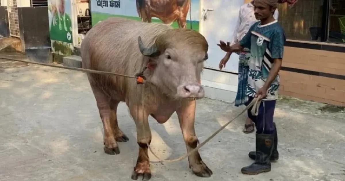 গবেষণার জন্য সাভারে ‘ডোনাল্ড ট্রাম্প’