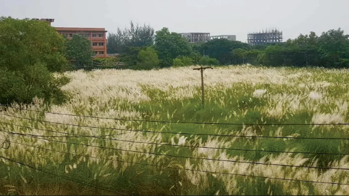 বরিশাল বিশ্ববিদ্যালয়ের রূপে শরতের ছোয়া