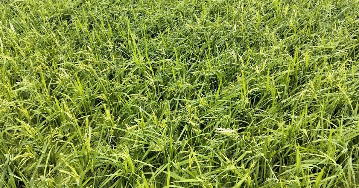 নেত্রকোনায় শিলাবৃষ্টিতে বোরো ধানের ব্যাপক ক্ষতি, হতাশ কৃষক