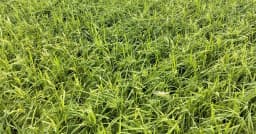 নেত্রকোনায় শিলাবৃষ্টিতে বোরো ধানের ব্যাপক ক্ষতি, হতাশ কৃষক