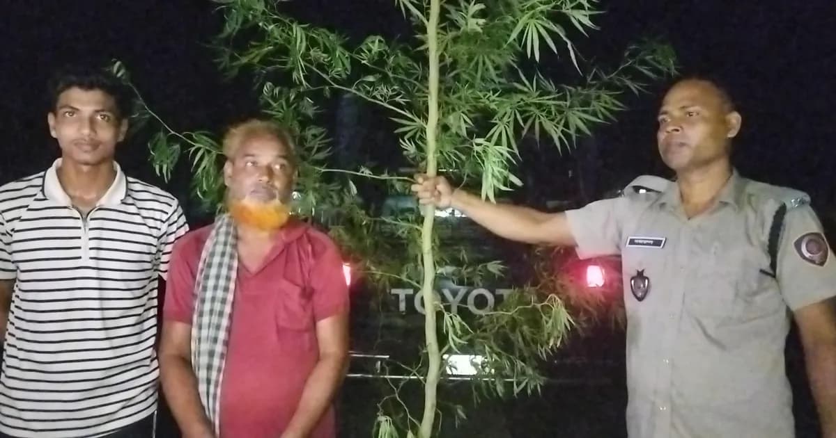 কালাইয়ে ১২ ফুট গাঁজা গাছসহ একজনকে আটক