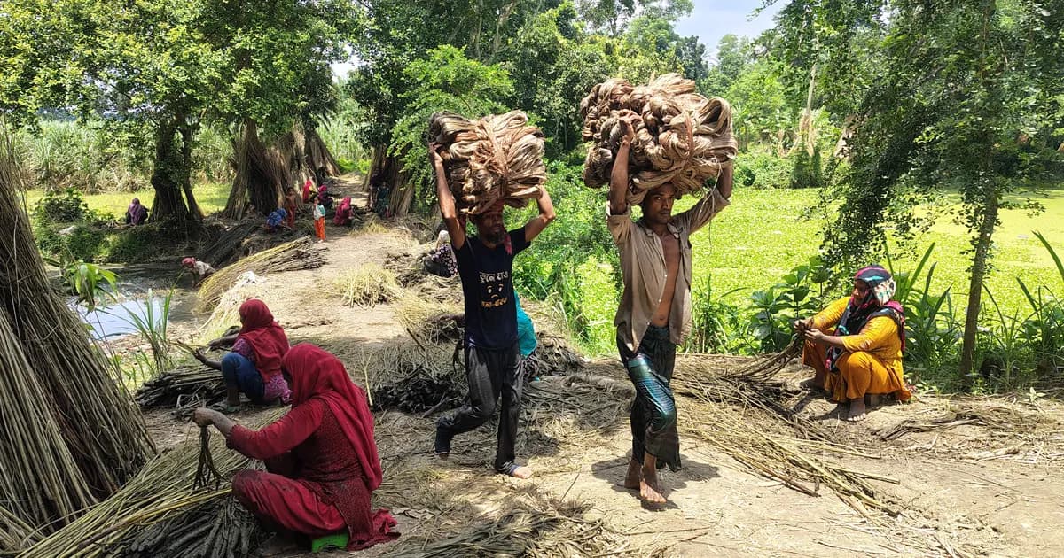 মধুখালীতে পাট জাগ ও আঁশ ছাড়ানোর কাজে ব্যস্ত কৃষক