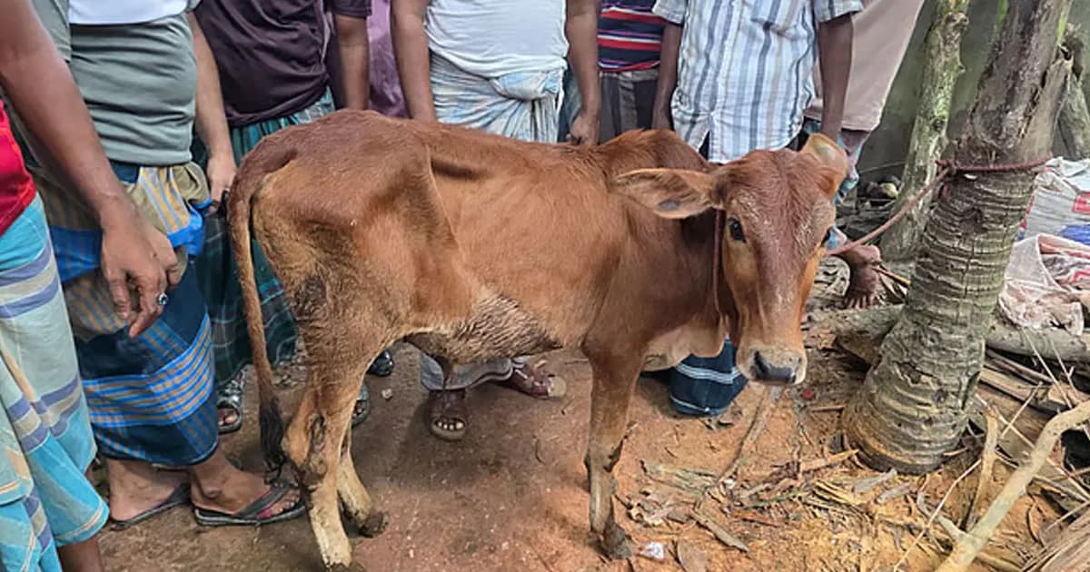 চুরি হওয়া গরু মিলল বিএনপির নেতার গোয়ালে, দল থেকে শোকজ