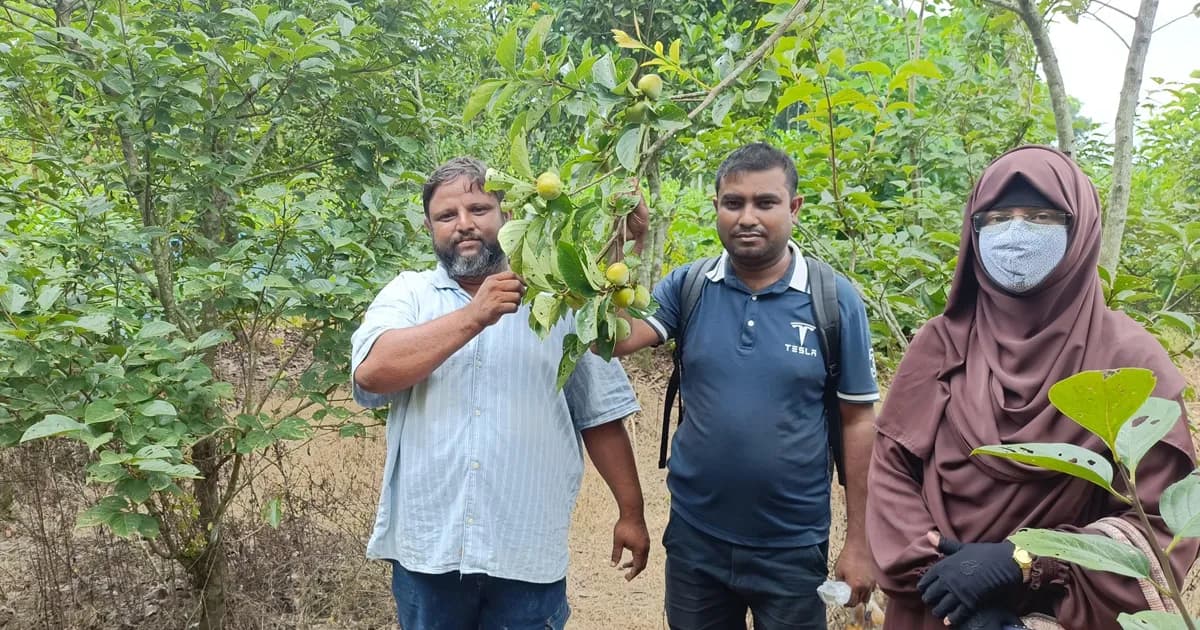 জাপানের জাতীয় ফল পার্সিমনের চাষ এবার জাজিরায়