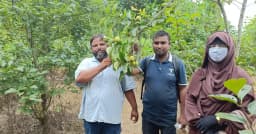 জাপানের জাতীয় ফল পার্সিমনের চাষ এবার জাজিরায়