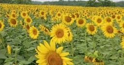 শাহজাদপুরে ফসলের মাঠে সূর্যের হাসি