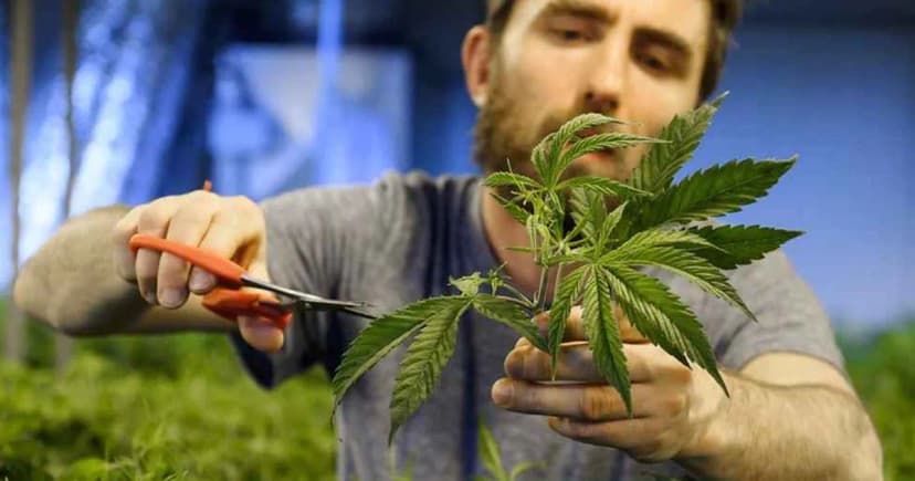 দেশে বর্তমানে ৬১ লাখ গাঁজাখোর!