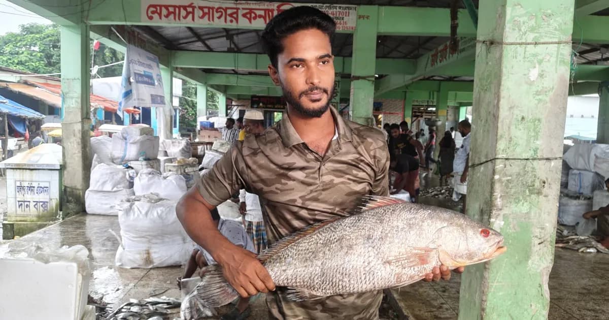 ৮ কেজির দাতিনা মাছ বিক্রি হলো ৪০ হাজার টাকায়