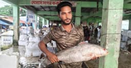 ৮ কেজির দাতিনা মাছ বিক্রি হলো ৪০ হাজার টাকায়