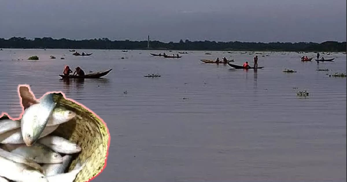রায়পুরে মেঘনা নদীতে চলছে ইলিশ ধরার উৎসব