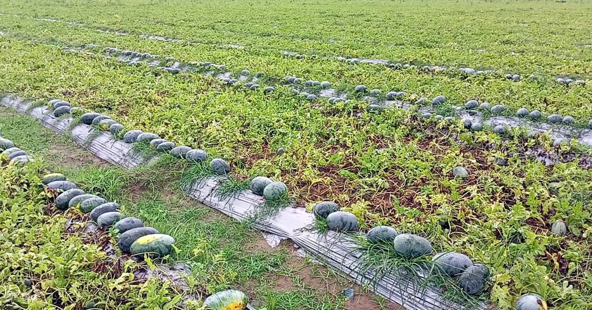 পীরগঞ্জে অসময়ে তরমুজ চাষে বাড়ছে কৃষকের লাভ