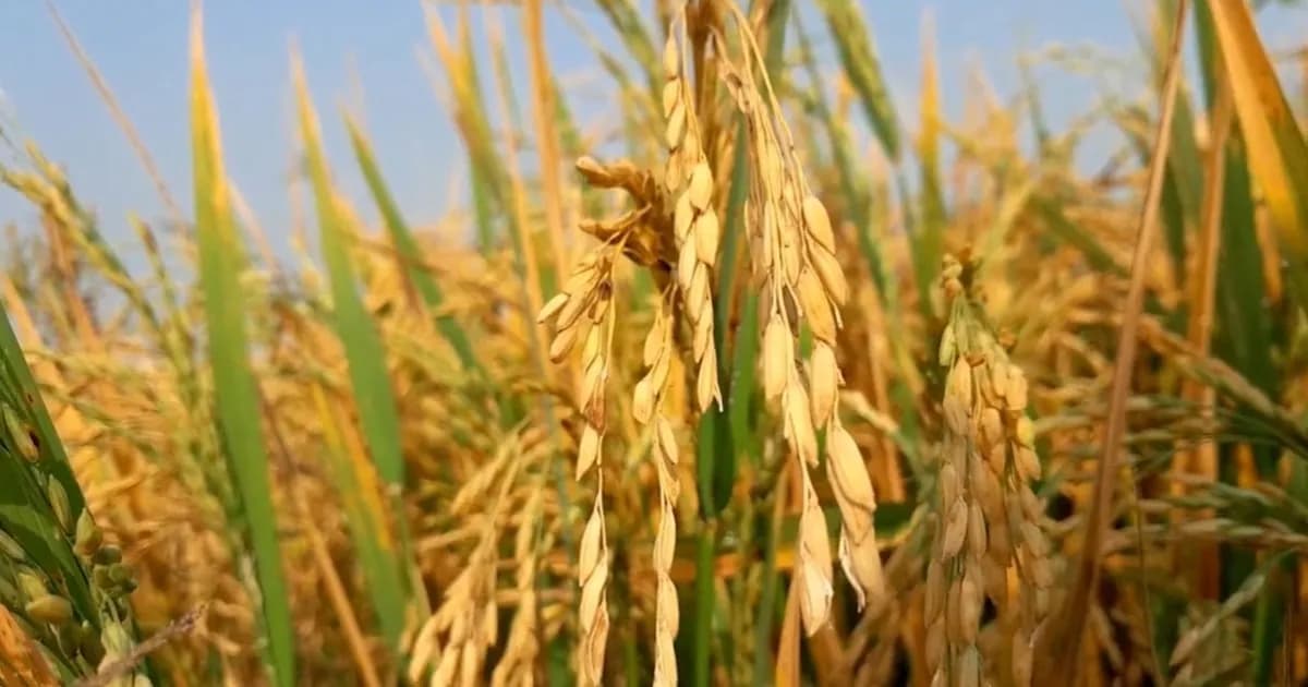 উচ্চ ফলনের চাপে নেত্রকোণায় হারিয়ে যাচ্ছে দেশি ধানের জাত