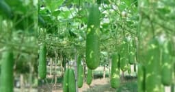 মোরেলগঞ্জে লবণাক্ত জমিতে মৎস্য ঘেরের ভেড়িবাঁধে লাউয়ের বাম্পার ফলন