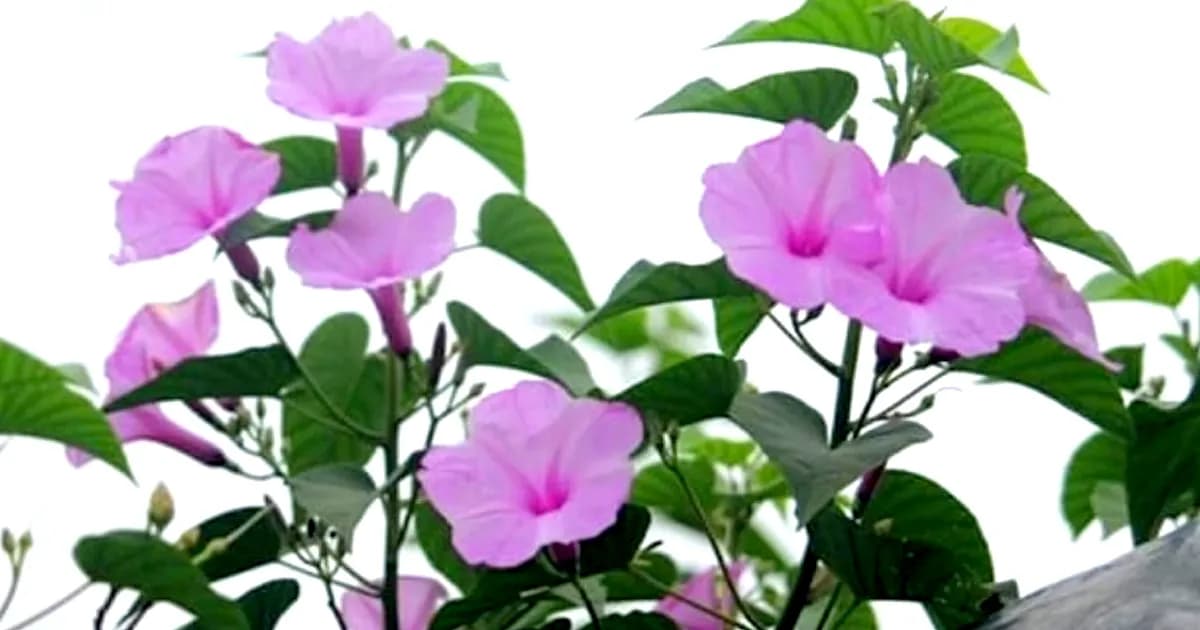 যেখানে অযত্ন, সেখানে সৌন্দর্য, ঢোলকলমি ফুলের গোপন গৌরব