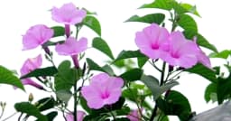 যেখানে অযত্ন, সেখানে সৌন্দর্য, ঢোলকলমি ফুলের গোপন গৌরব