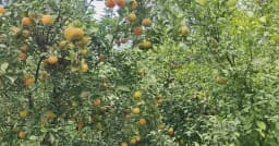 শেরপুরে শিক্ষকের চাইনিজ কমলা চাষে সফলতা