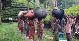 ভরা মৌসুমে লোডশেডিং, মৌলভীবাজারে চা উৎপাদনে বড় ধস