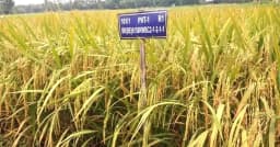 হাইব্রিড ধান-৯ ও ১০ খাদ্য নিরাপত্তা নিশ্চিতকরণে গুরুত্বপূর্ণ