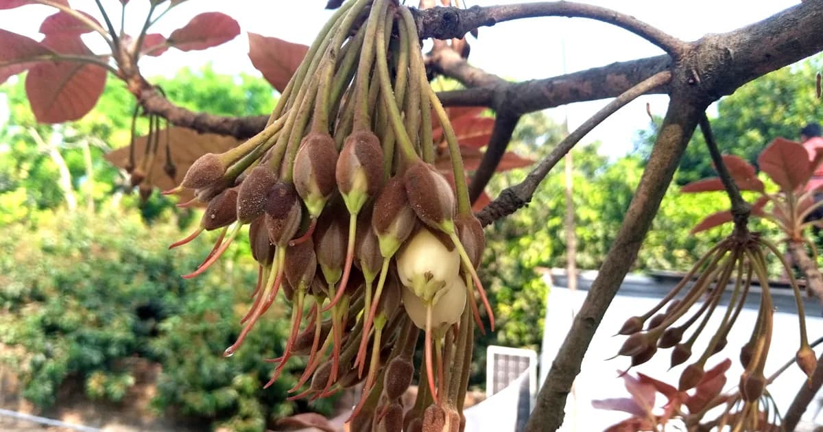 ধুনটে ঘ্রাণ ছড়াচ্ছে মহুয়া, সৌন্দর্য ও উপকারিতায় অনন্য