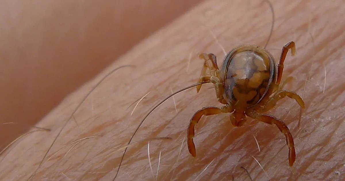 কঙ্গো ভাইরাসে ৬ জনের মৃত্যু, ঝুঁকিতে যারা