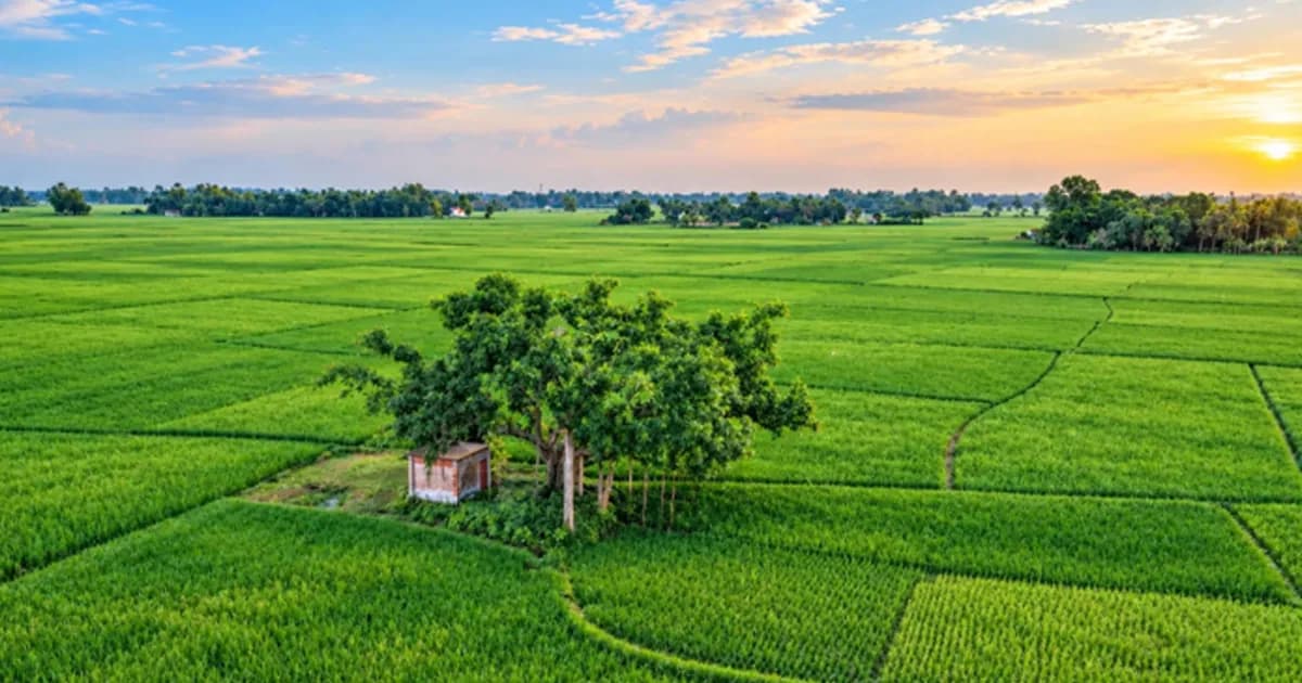 ধানের শীষে দুলছে কৃষকের স্বপ্ন, আমনে বাম্পার ফলনের আশা