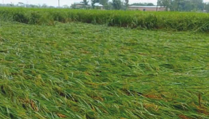 বৃষ্টি-বাতাসে লালমনিরহাটে ফসলের ক্ষতি