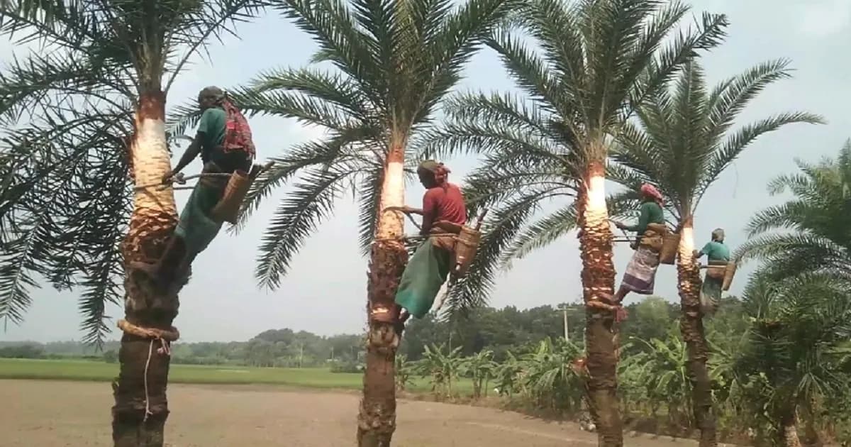 শীতের প্রস্তুতিতে খেজুর গাছ পরিচর্যায় ব্যস্ত গাছিরা