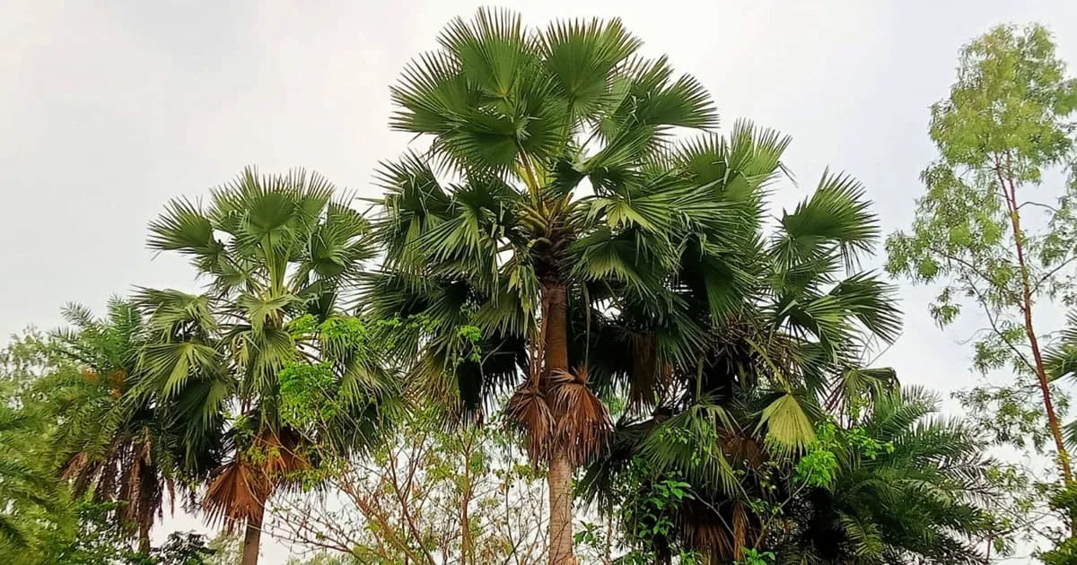 বুড়িচংয়ে কমছে তালগাছ, বাড়ছে বজ্রপাতের ঝুঁকি