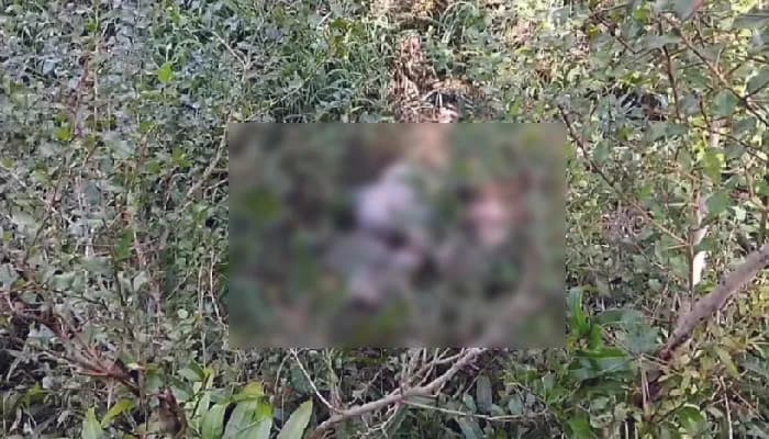 গভীর রাতে গাভী-ছাগল জবাই, মাংস লুট