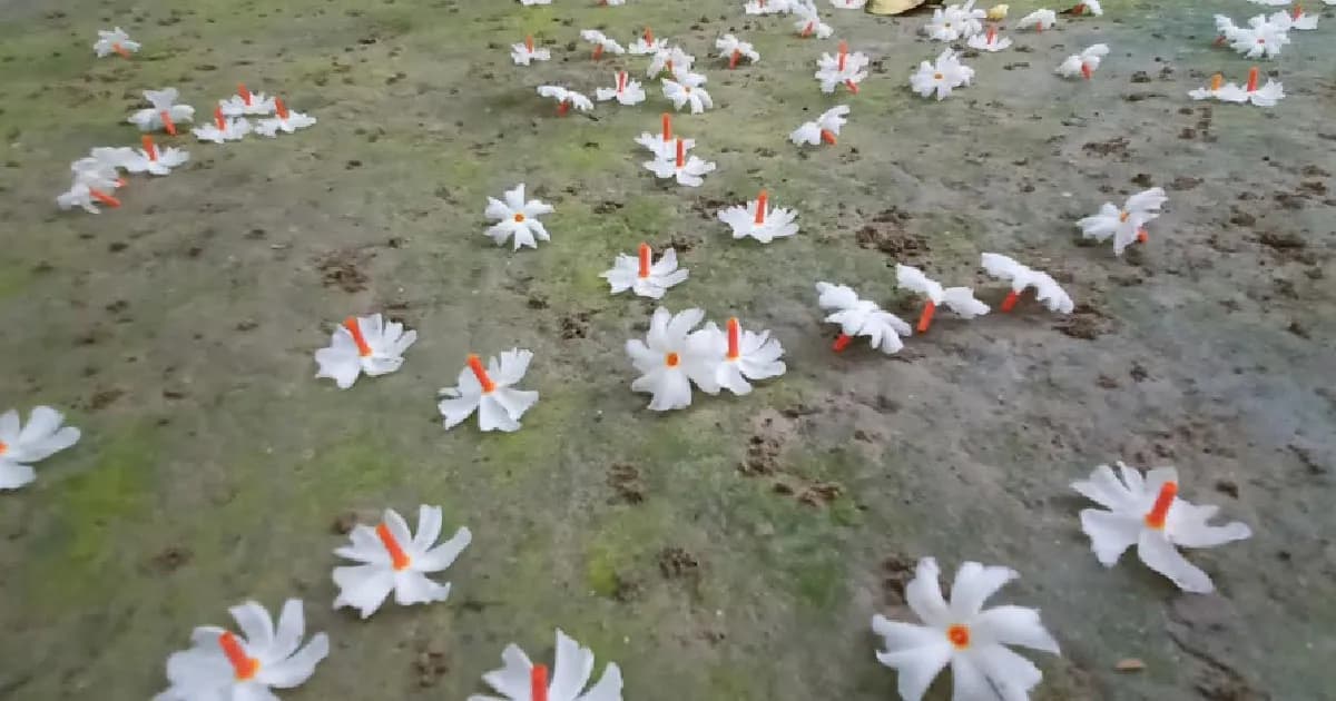শরতের ভোরে শিউলি