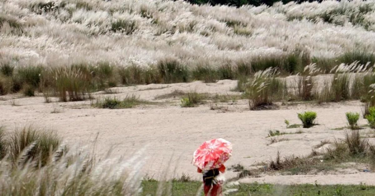জাফলংয়ের সাদা পাথরের বুকে কাশঁফুলের মুগ্ধতা