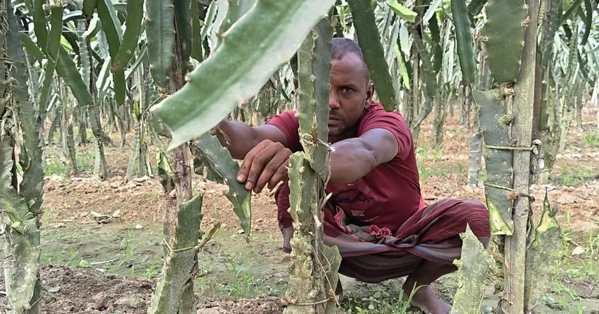 জীবননগরে চাষির স্বপ্নভঙ্গ, এক রাতে উজাড় ড্রাগন ফলের বাগান