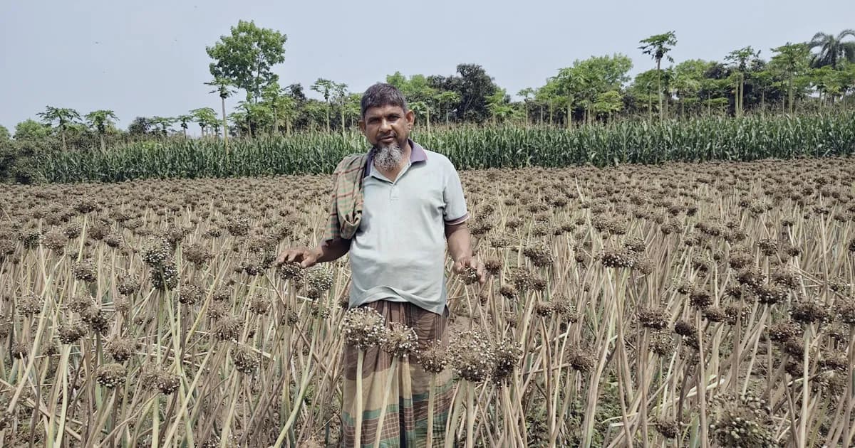 জীবননগরে কৃষি অফিসের উদ্যোগে শীতকালীন পেঁয়াজ বীজ উৎপাদন কার্যক্রম