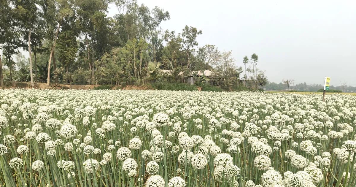 প্রতিটি ফুলে আশা, পেঁয়াজের বীজে কৃষকের বড় স্বপ্ন