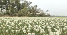 প্রতিটি ফুলে আশা, পেঁয়াজের বীজে কৃষকের বড় স্বপ্ন