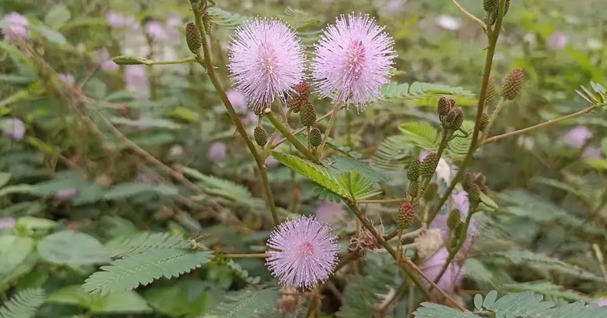 শৈশবের পরিচিত লজ্জাবতী হারাচ্ছে প্রাকৃতিক আবাসস্থল