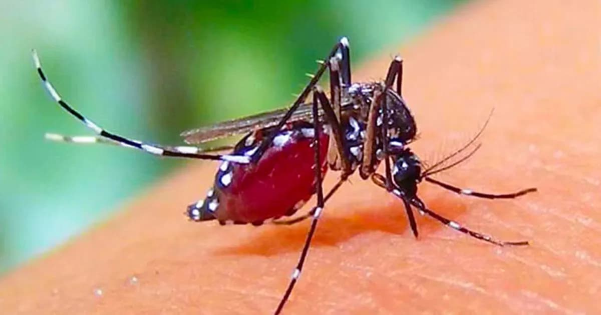 ডেঙ্গুতে আরও ৭ জনের মৃত্যু, হাসপাতালে ভর্তি ১৫৯৩