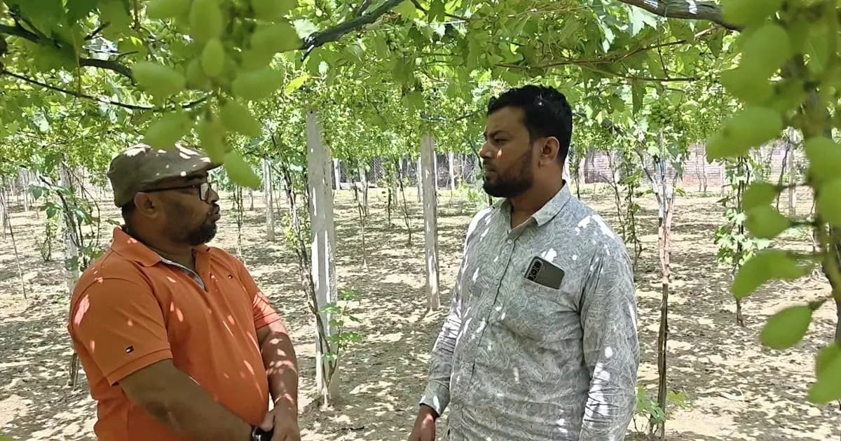 তরুণ উদ্যোক্তার আঙুর বাগান, সরকারি সহযোগিতা না পাওয়ার অভিযোগ