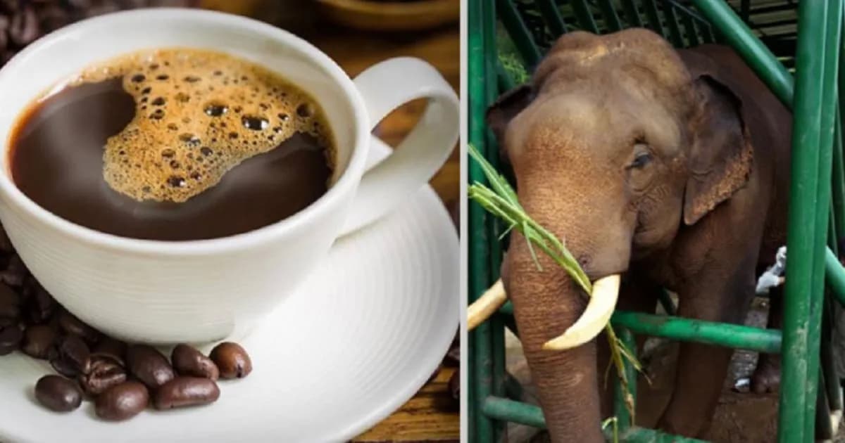 হাতির মল থেকে তৈরি হয় বিশ্বের দামি কফি ‘ব্ল্যাক আইভরি’