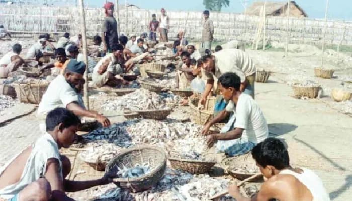 দুবলার চরে শুরু হচ্ছে বৃহত্তম শুঁটকির মৌসুম