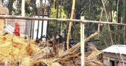 সদরপুরে আগুনে পাঁচ পশুর মৃত্যু, ক্ষতি ৫-৬ লাখ টাকা