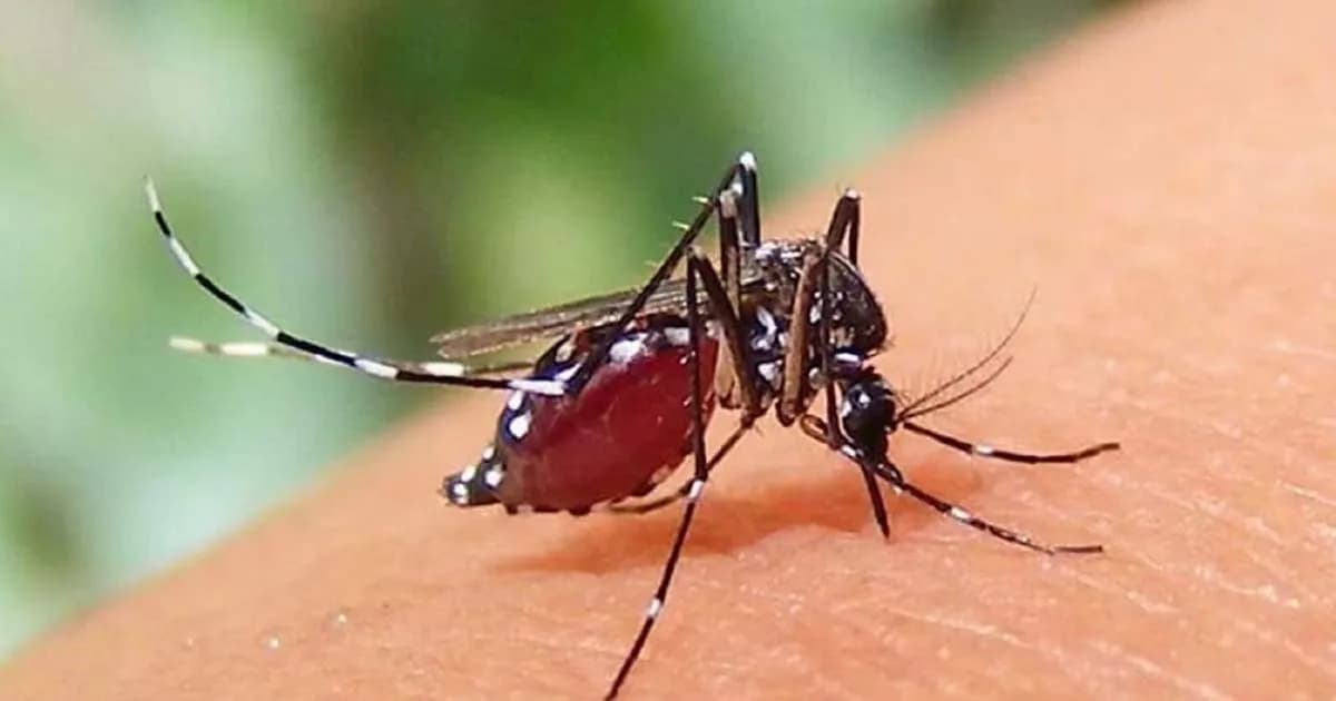 ২৪ ঘণ্টায় ডেঙ্গুতে আরও ৩ জনের মৃত্যু